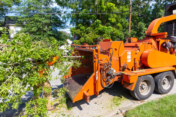 Tree Branch Trimming in Shandon, CA